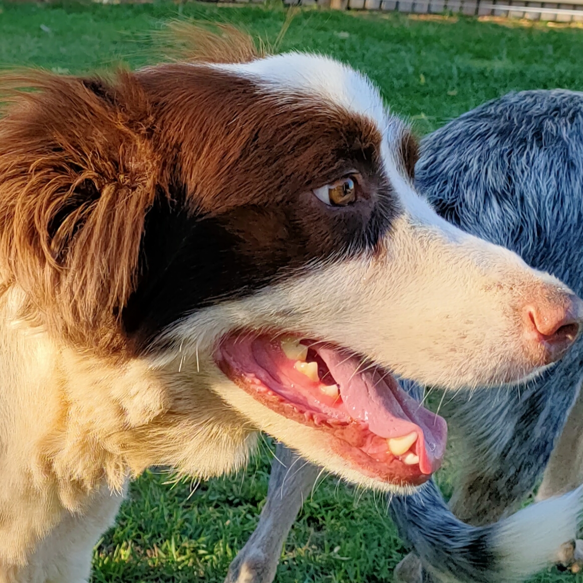 A Fleamail member pet
