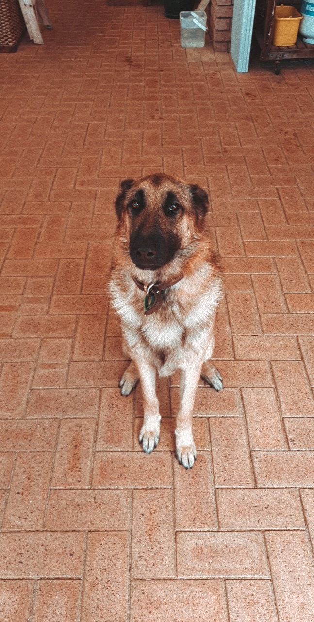 A Fleamail member pet