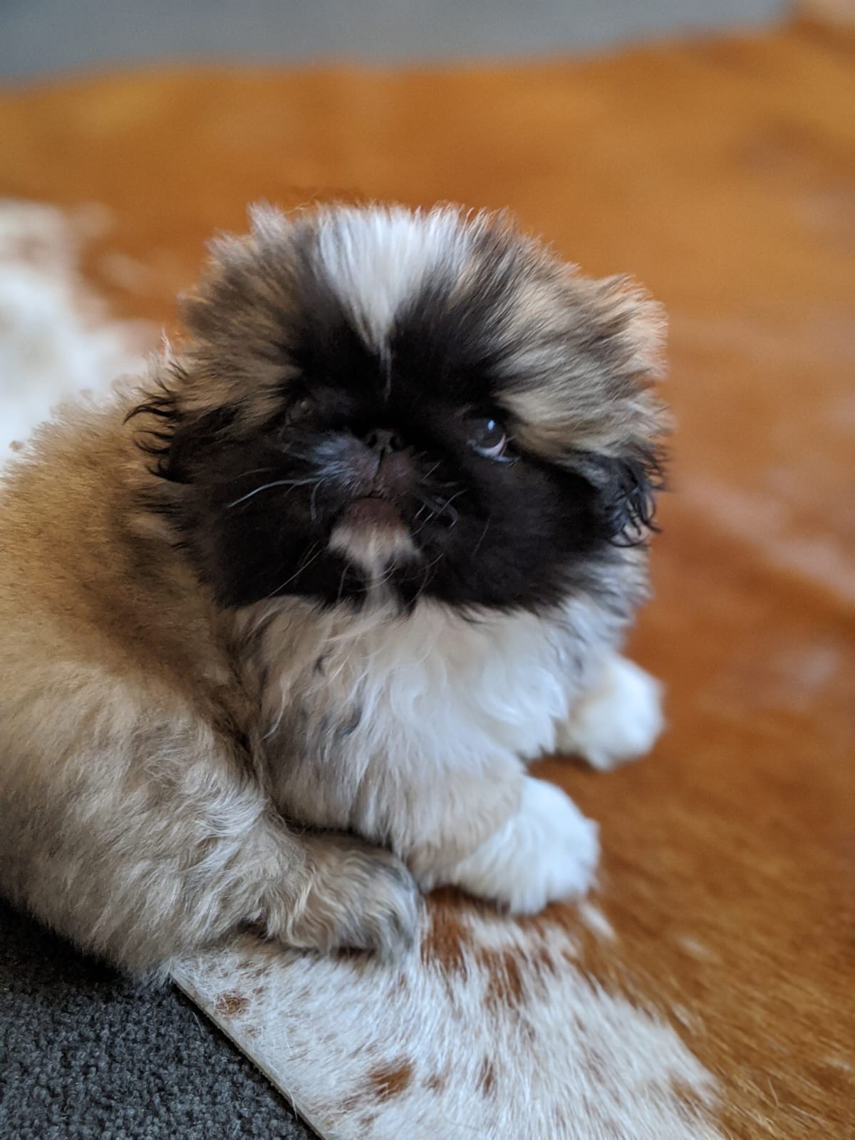 A Fleamail member pet