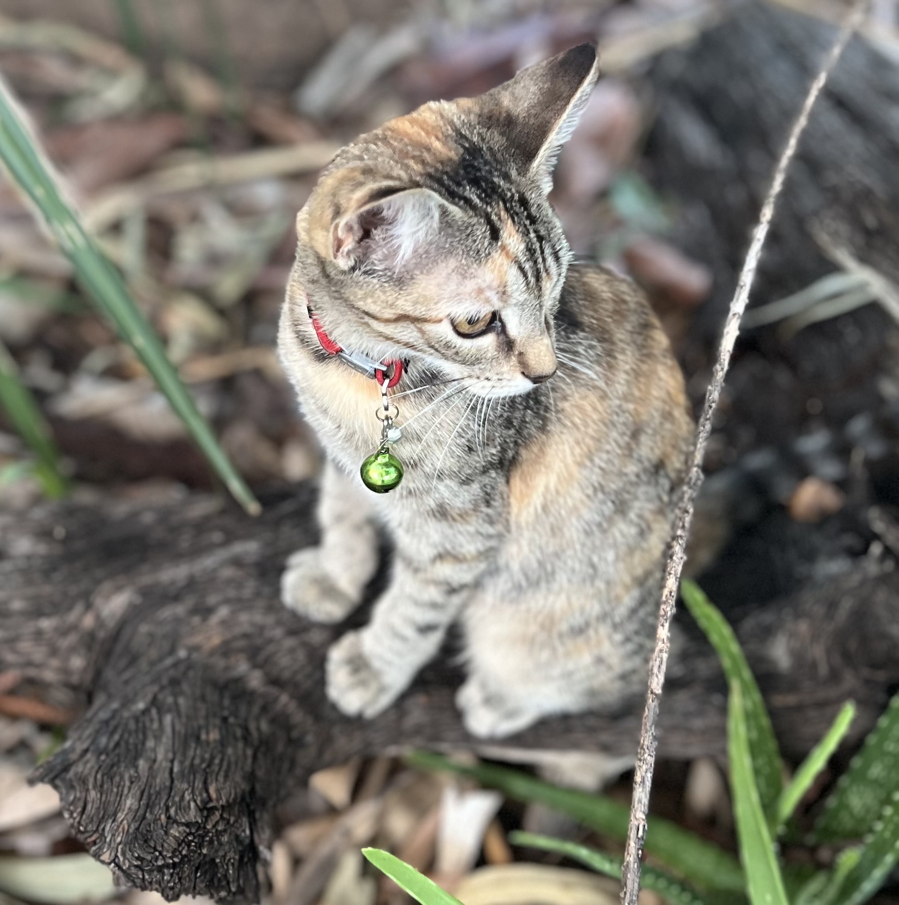 A Fleamail member pet