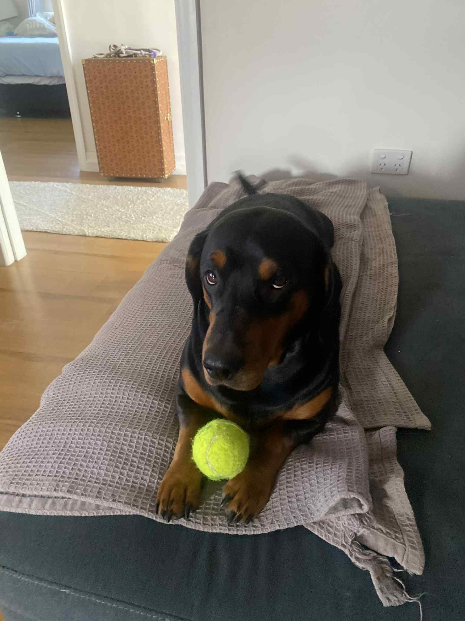 A Fleamail member pet