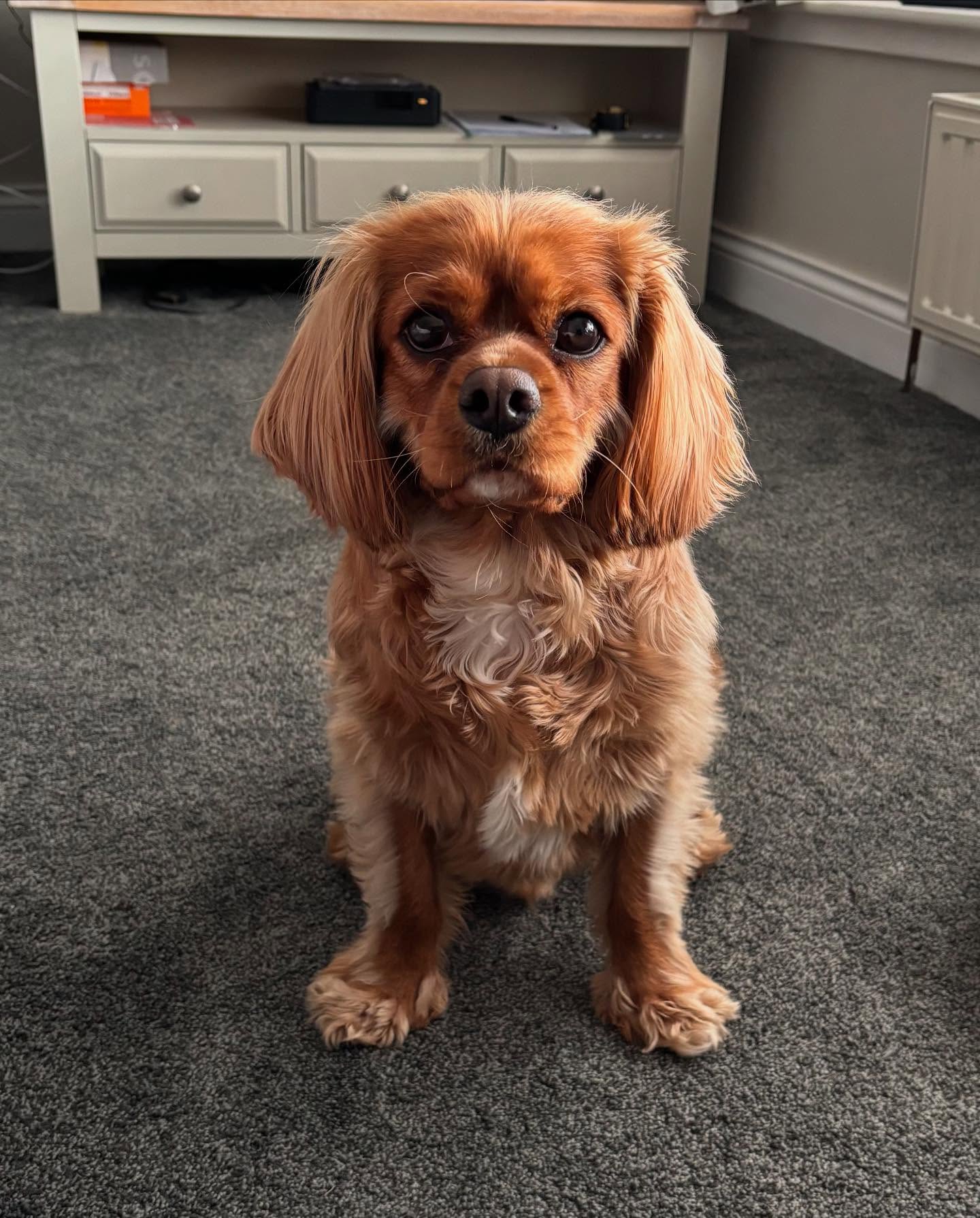 A Fleamail member pet