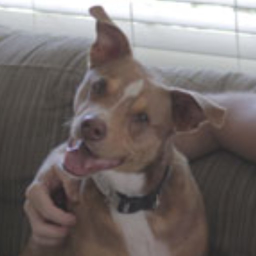 A Fleamail member pet