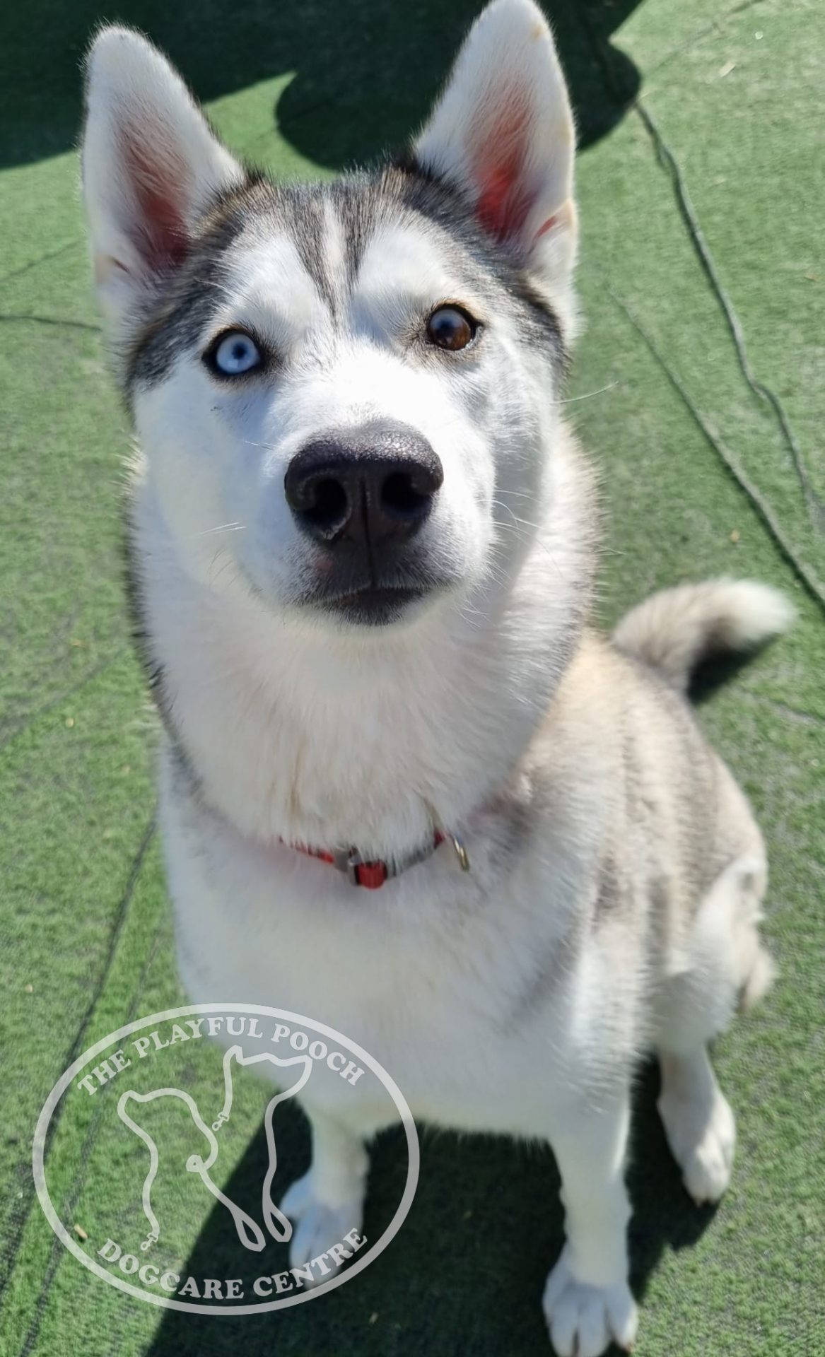 A Fleamail member pet