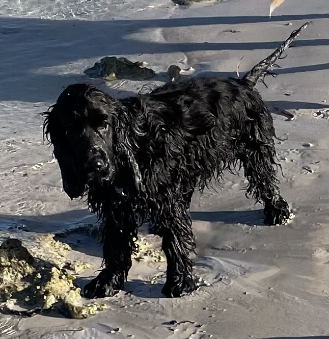 A Fleamail member pet