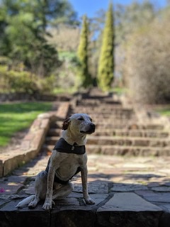 A Fleamail member pet
