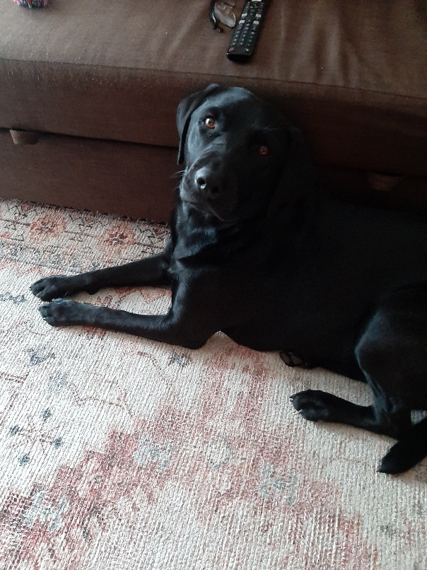 A Fleamail member pet
