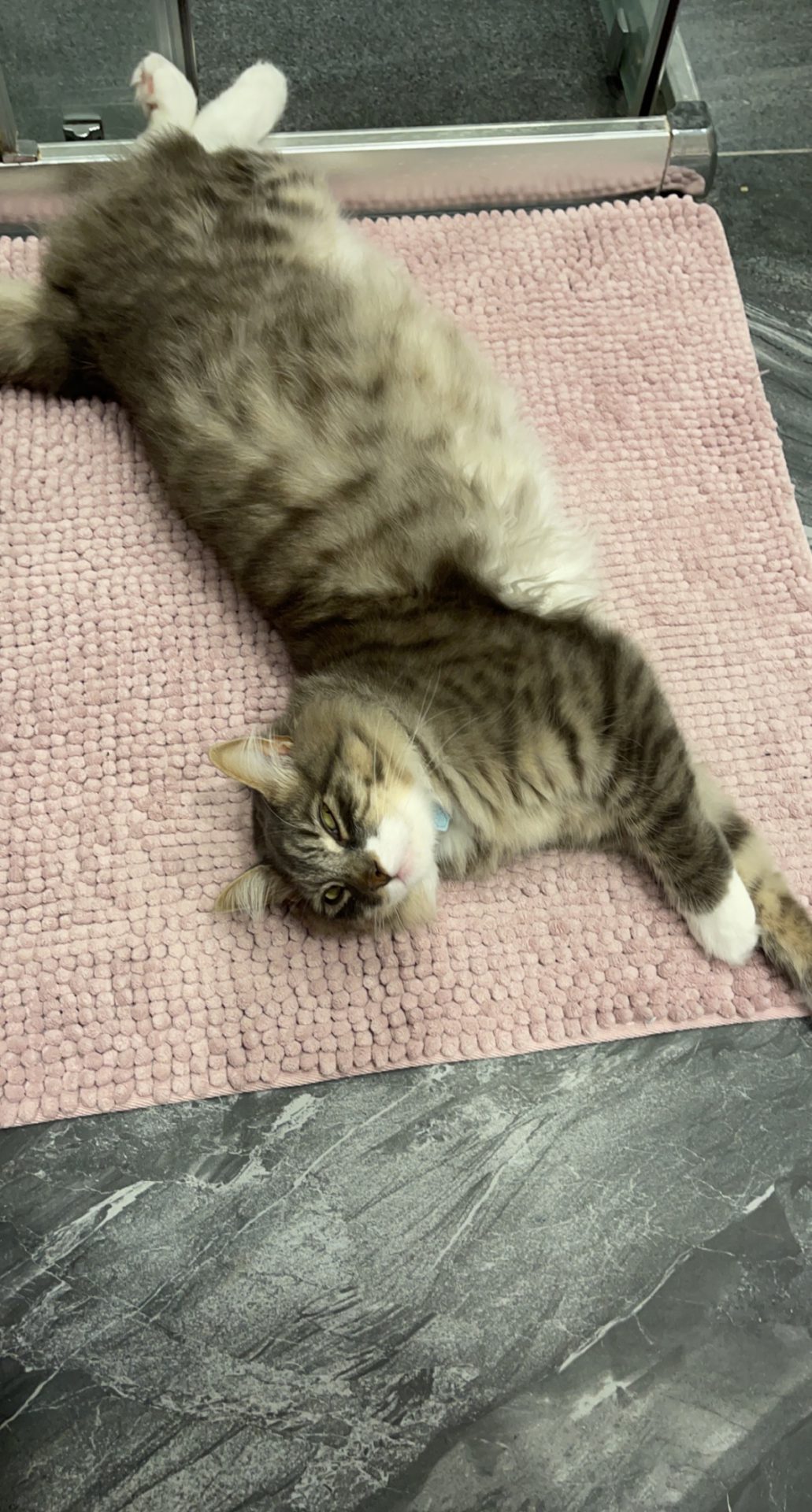 A Fleamail member pet