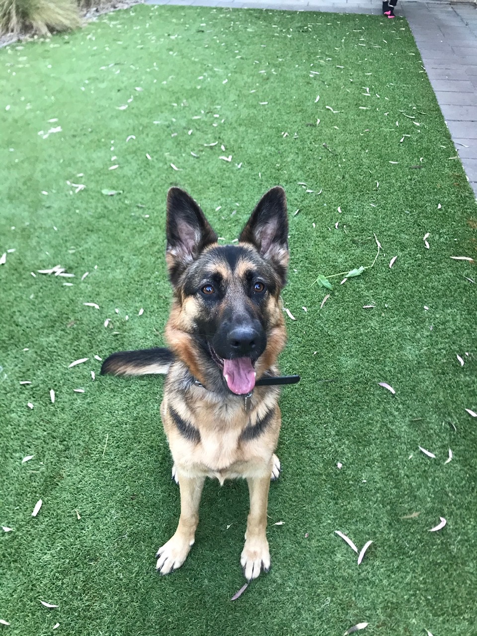 A Fleamail member pet