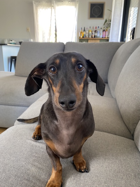 A Fleamail member pet