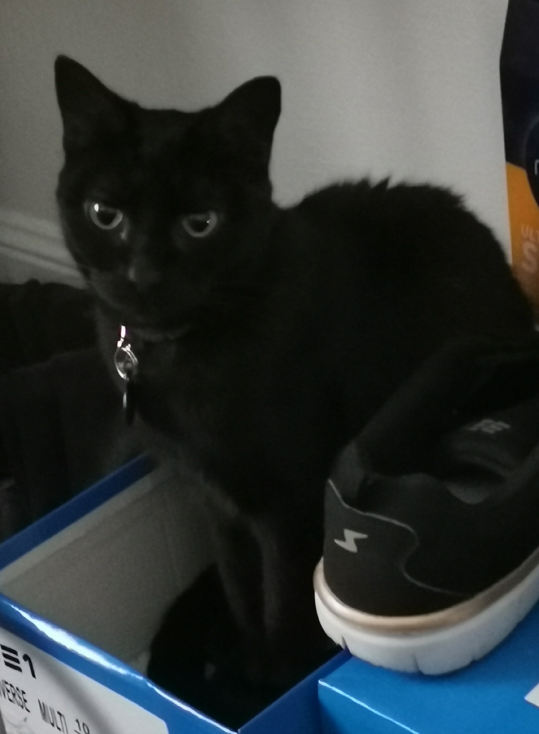A Fleamail member pet