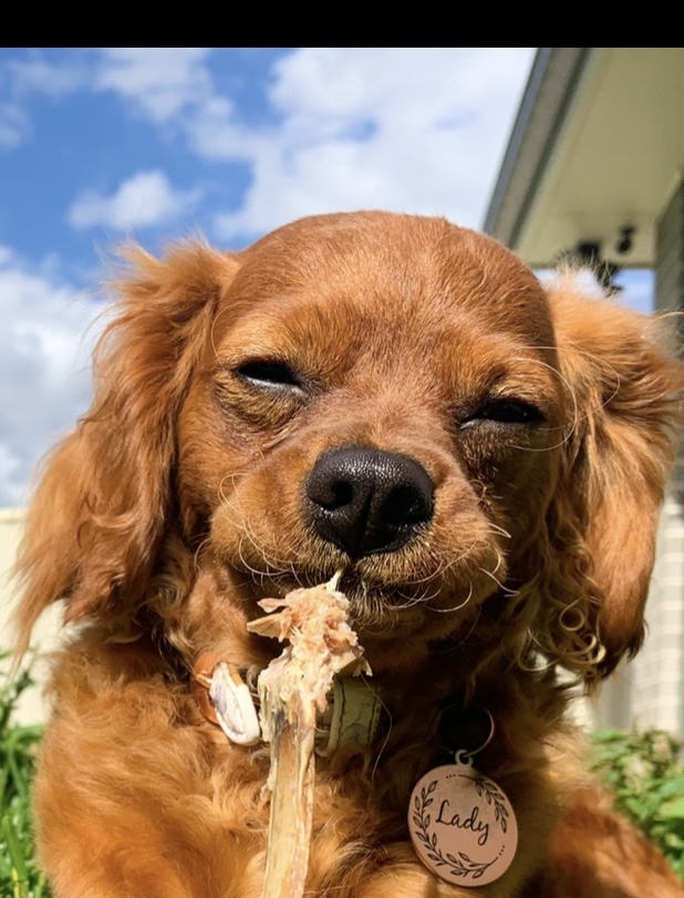 A Fleamail member pet
