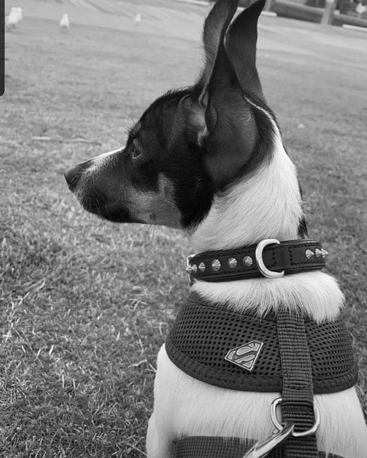 A Fleamail member pet