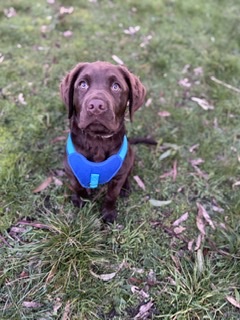 A Fleamail member pet