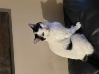 A Fleamail member pet
