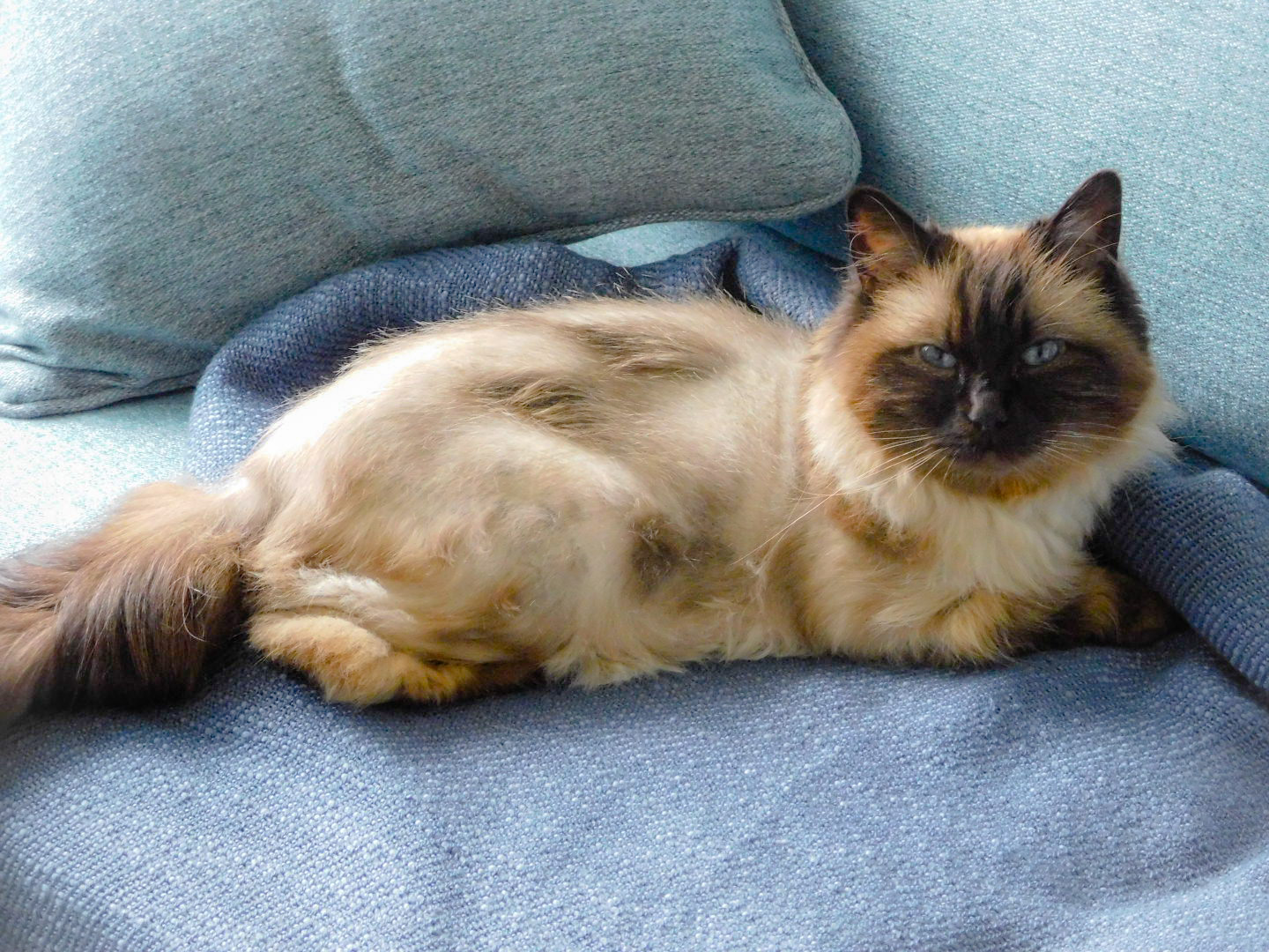 A Fleamail member pet