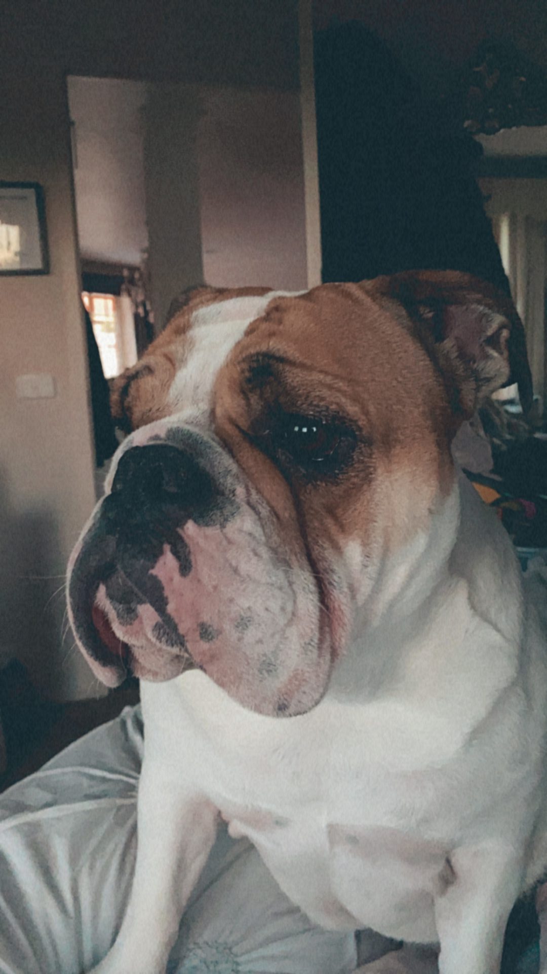 A Fleamail member pet