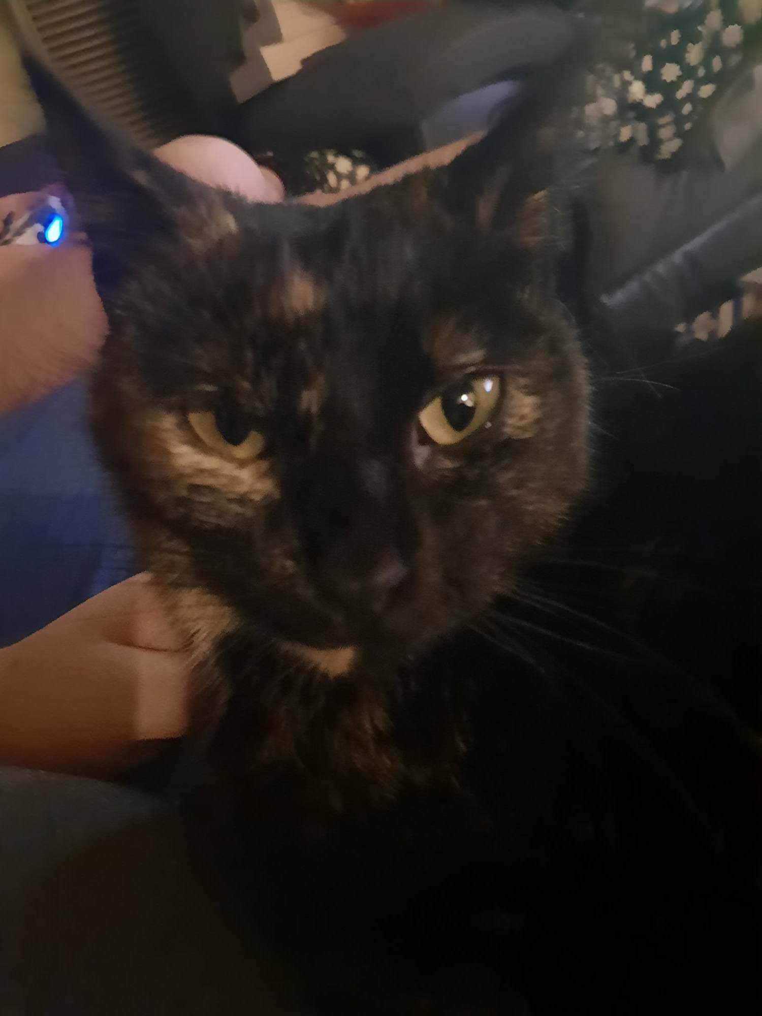 A Fleamail member pet