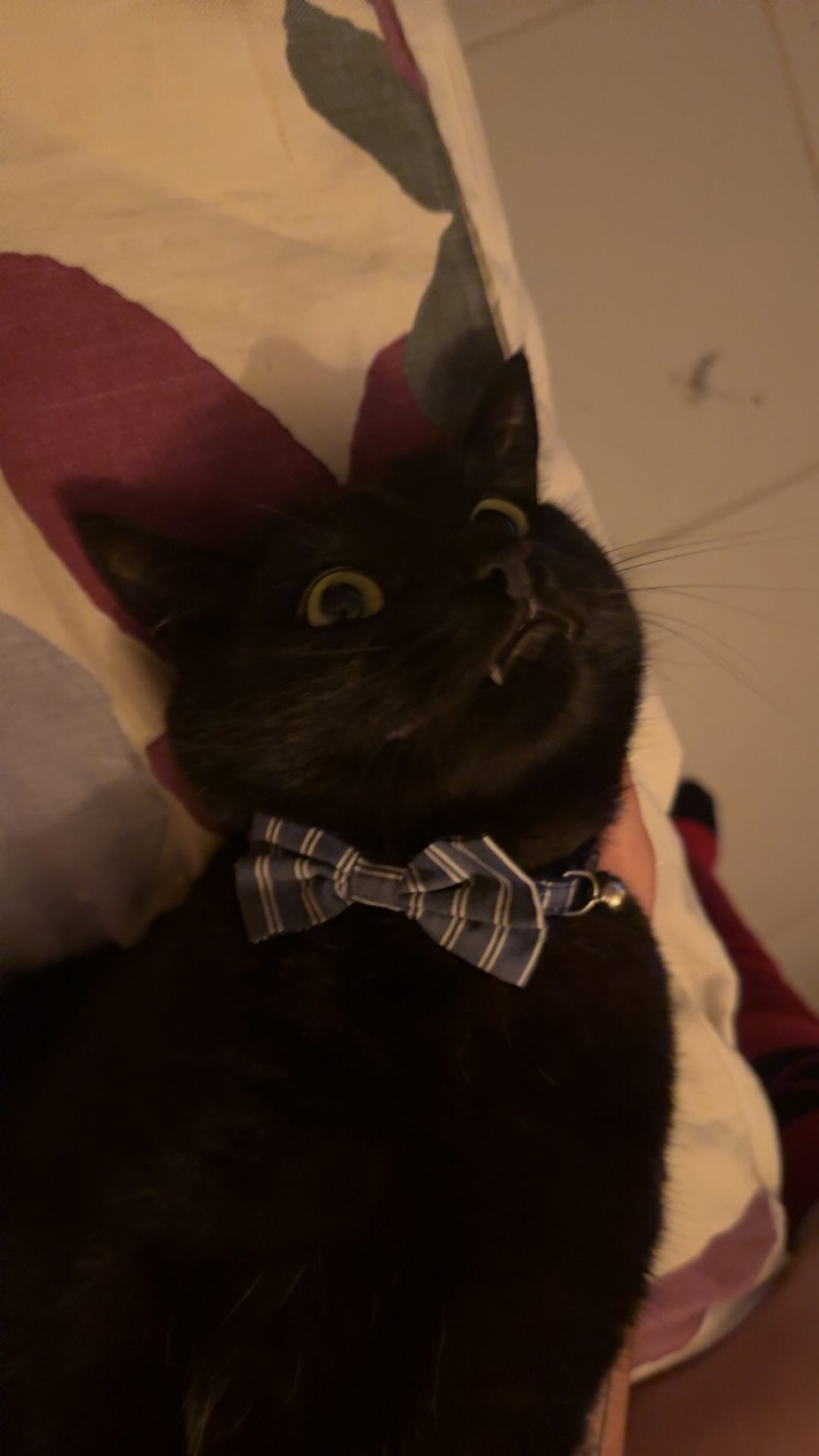 A Fleamail member pet