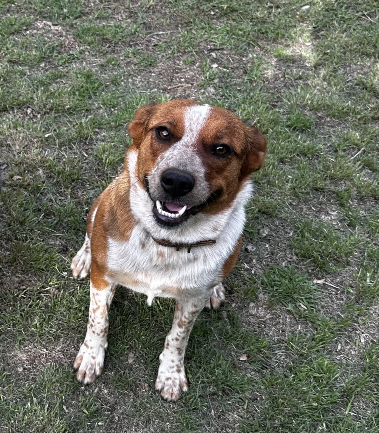 A Fleamail member pet