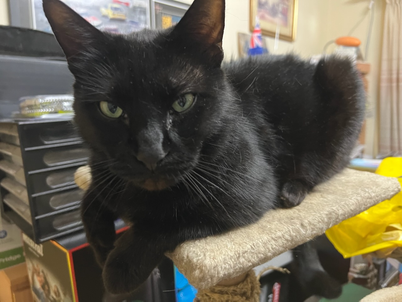 A Fleamail member pet