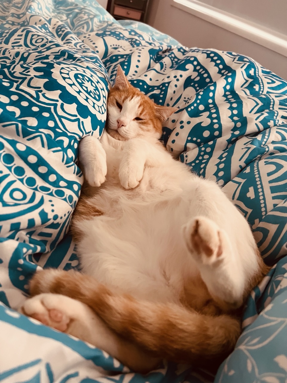 A Fleamail member pet