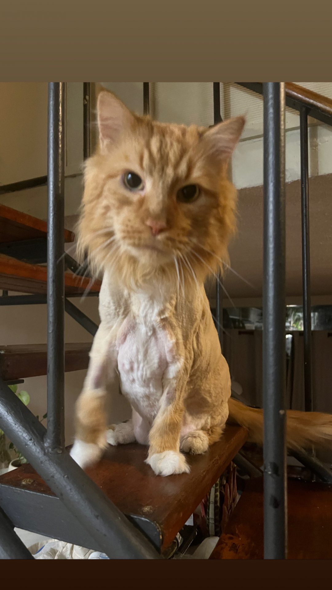 A Fleamail member pet