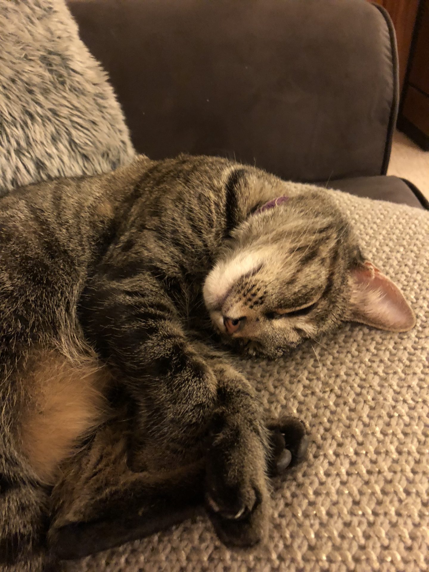 A Fleamail member pet