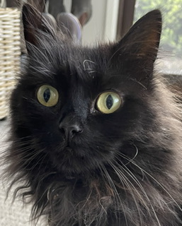 A Fleamail member pet