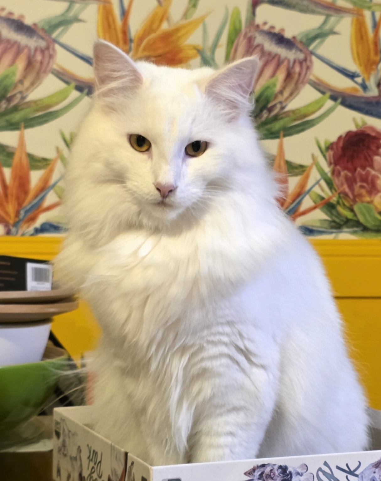A Fleamail member pet
