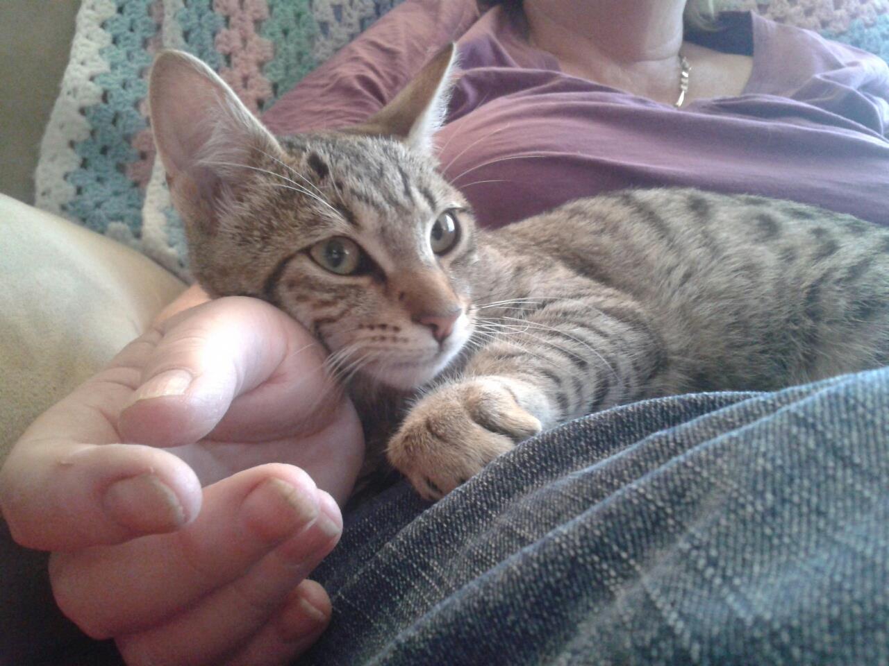 A Fleamail member pet