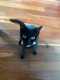 A Fleamail member pet
