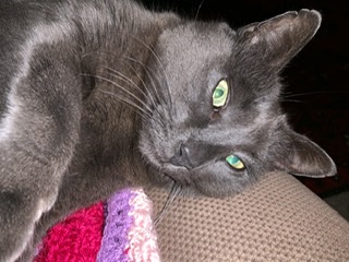 A Fleamail member pet