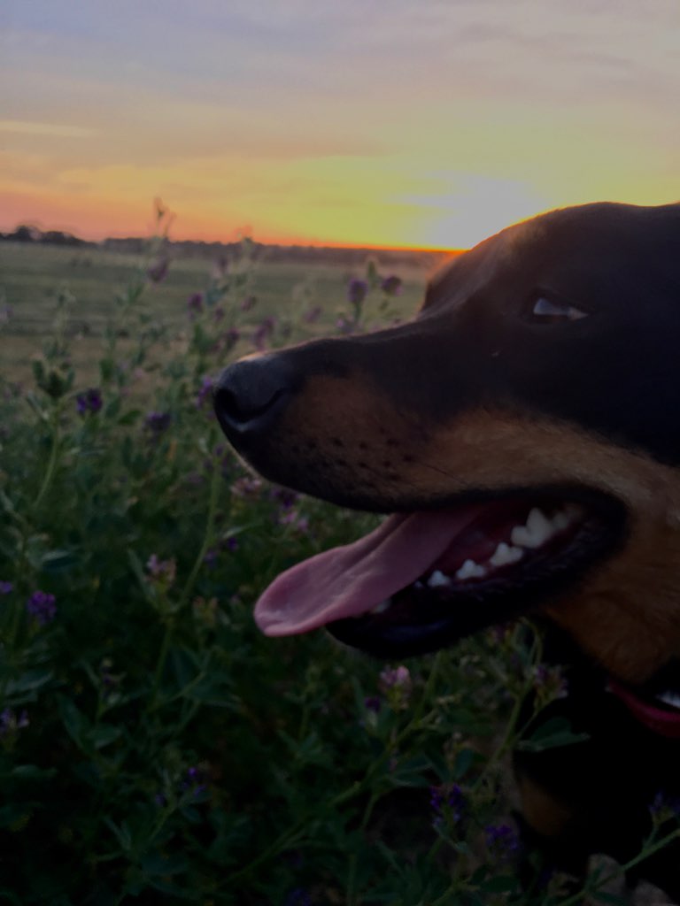 A Fleamail member pet