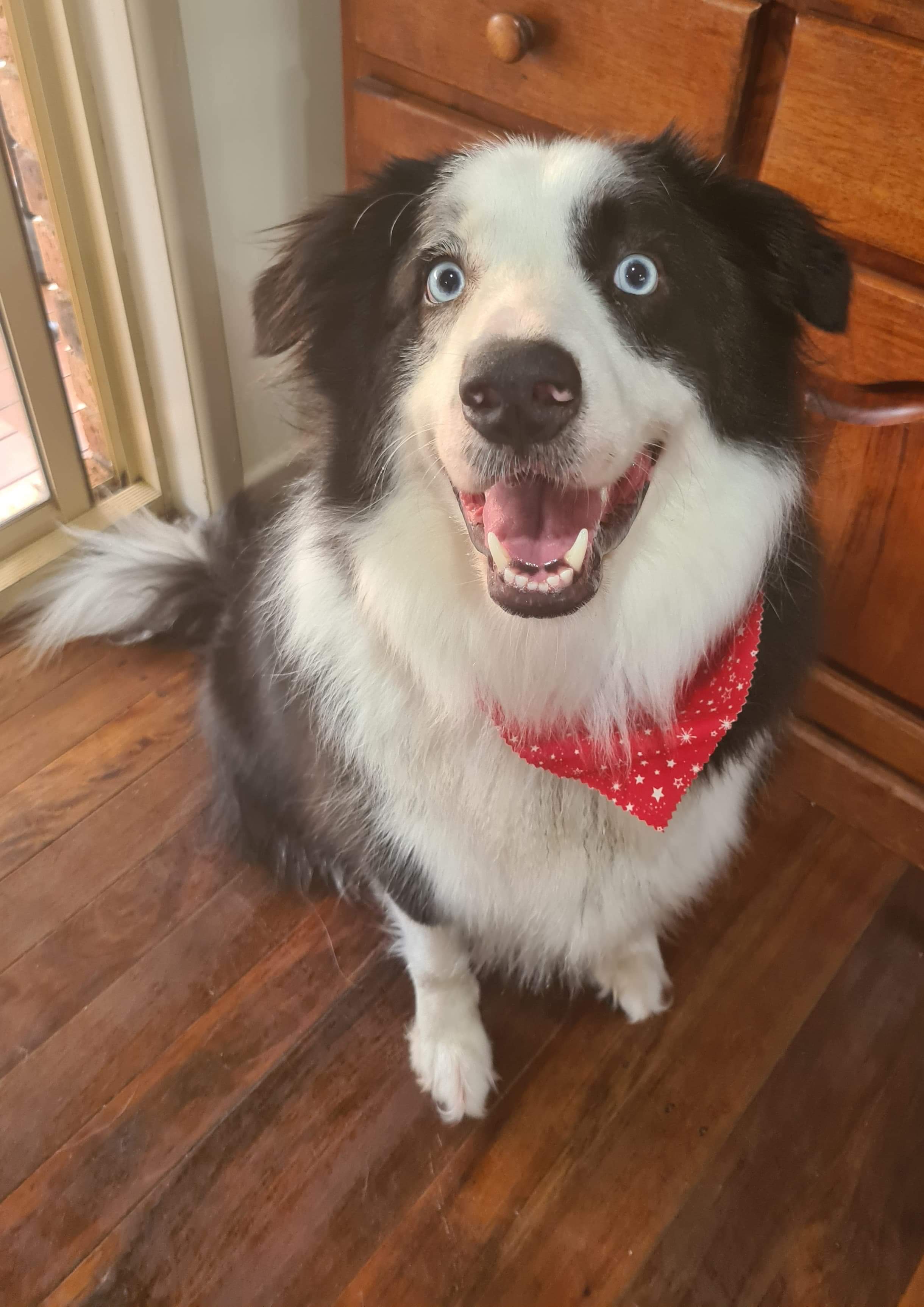 A Fleamail member pet
