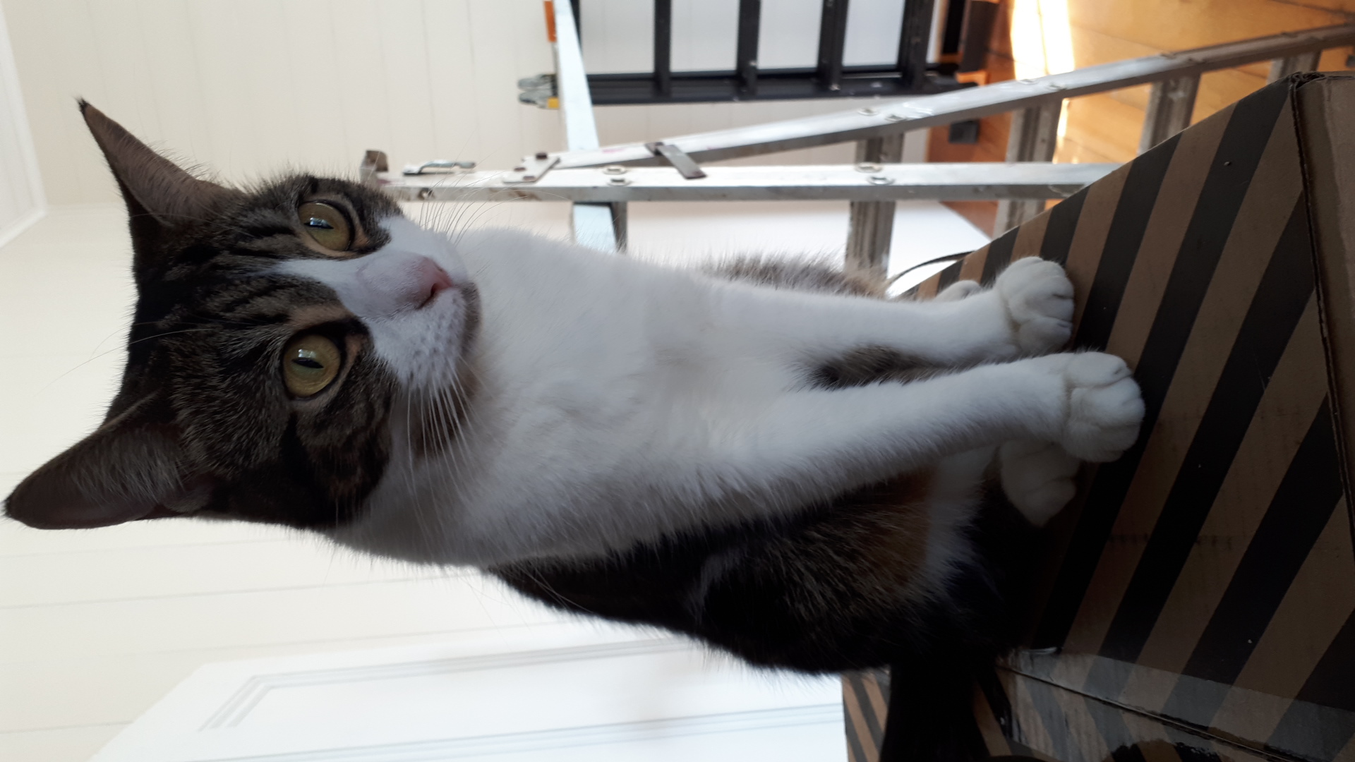 A Fleamail member pet