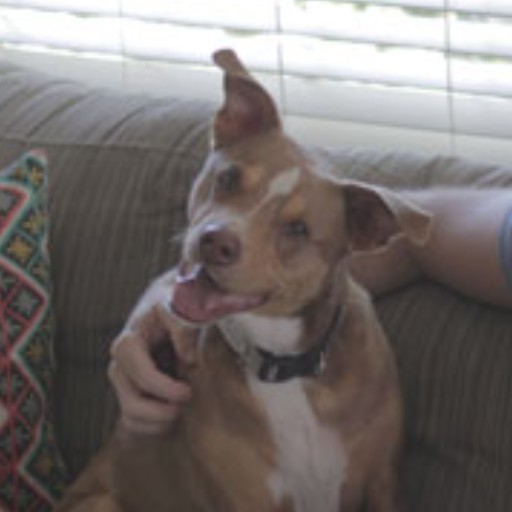 A Fleamail member pet