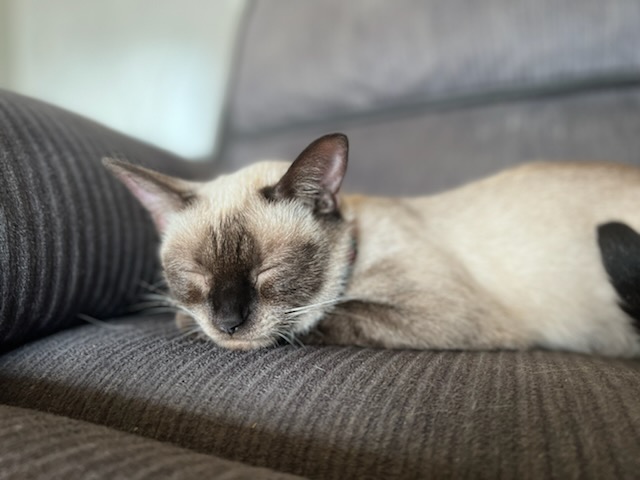 A Fleamail member pet