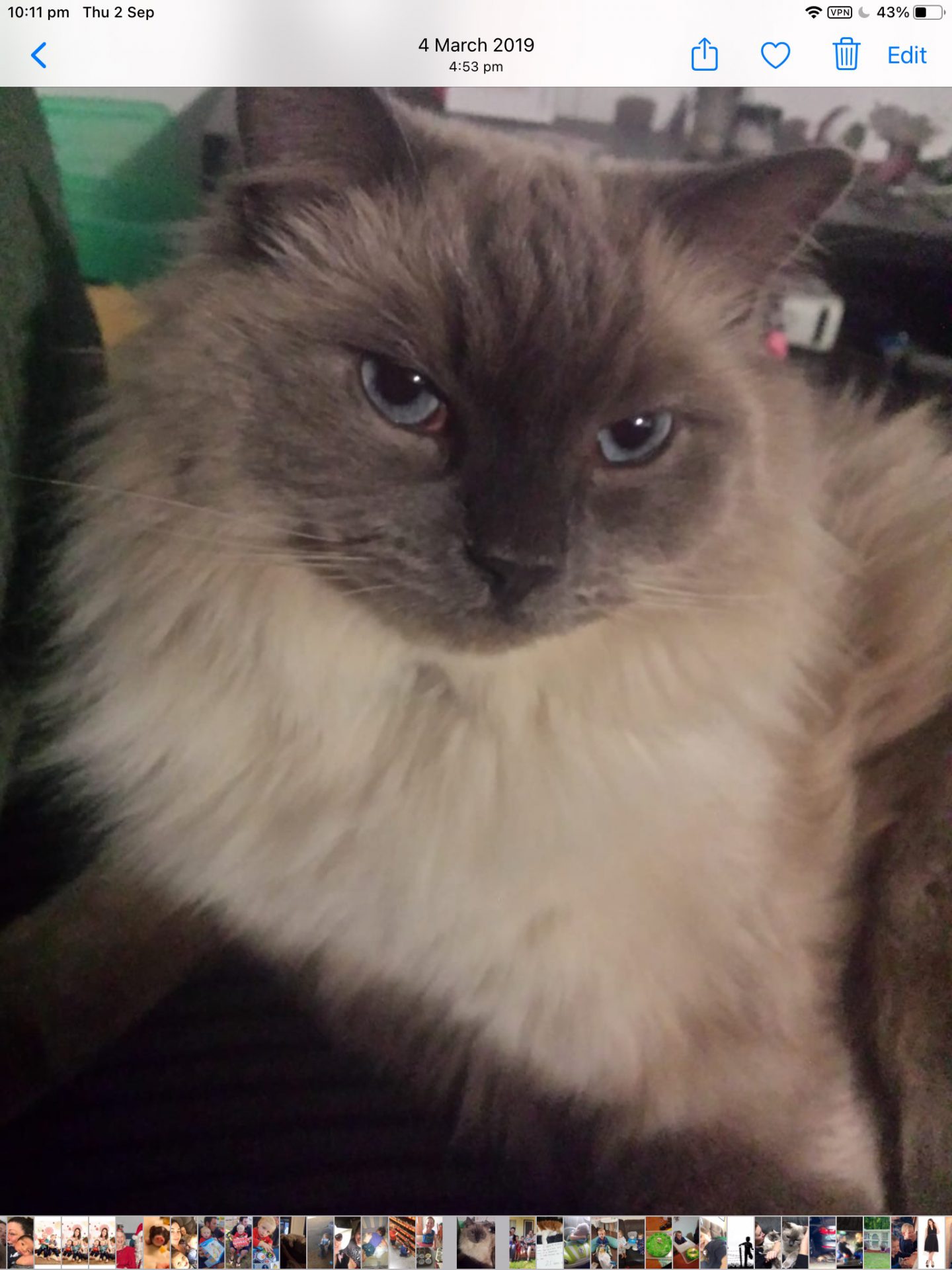 A Fleamail member pet