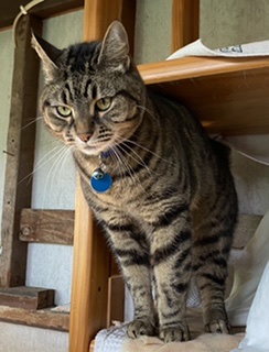 A Fleamail member pet