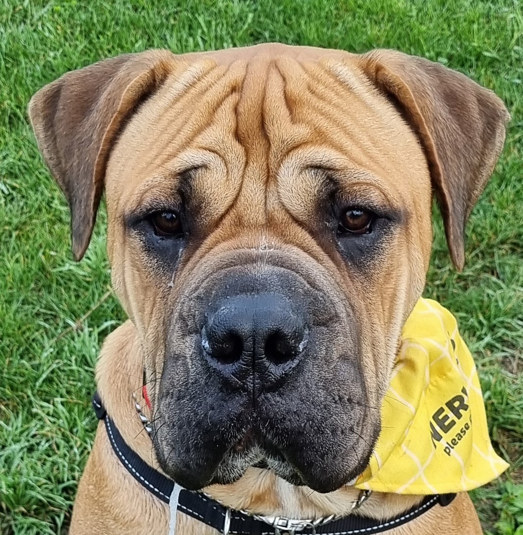 A Fleamail member pet