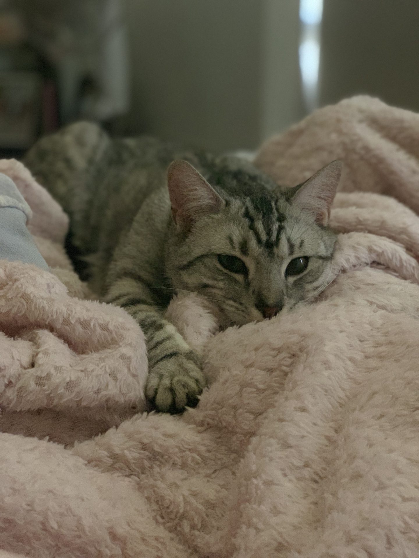 A Fleamail member pet