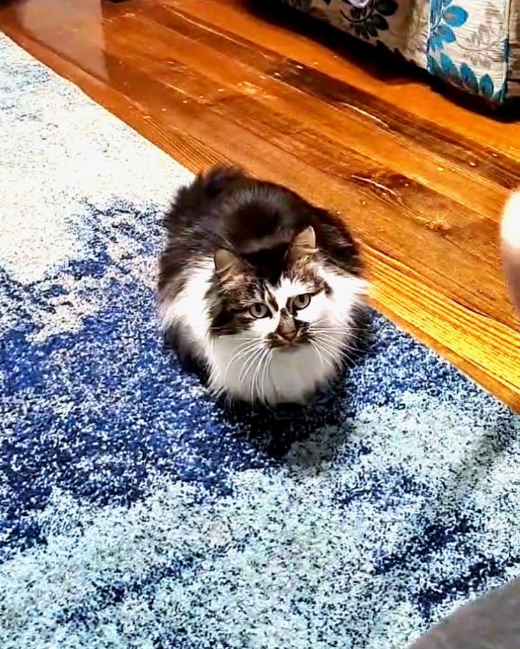 A Fleamail member pet