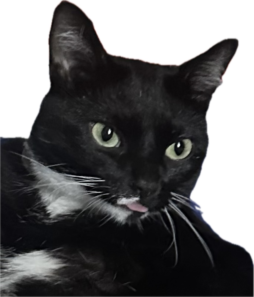A Fleamail member pet