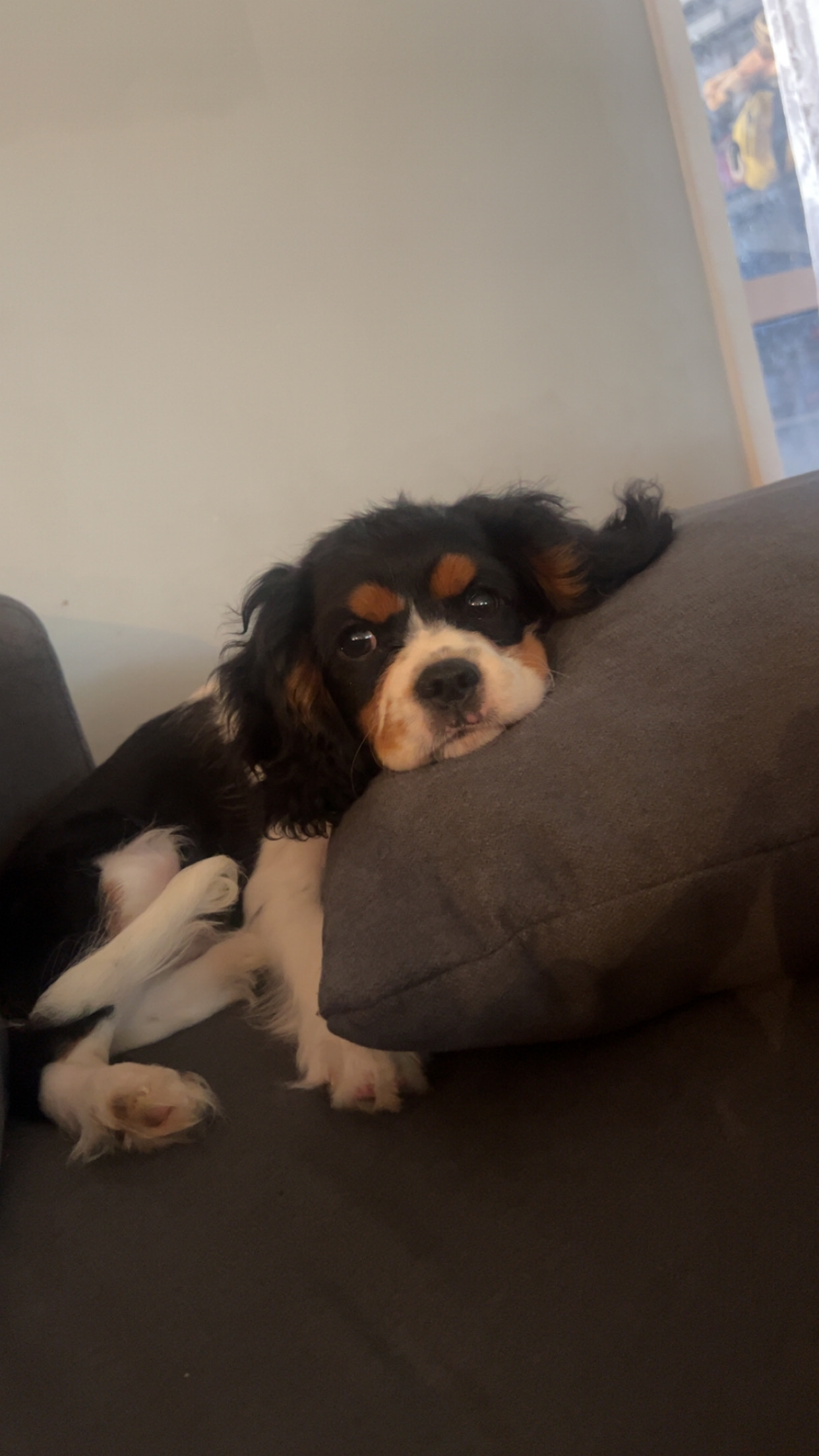 A Fleamail member pet