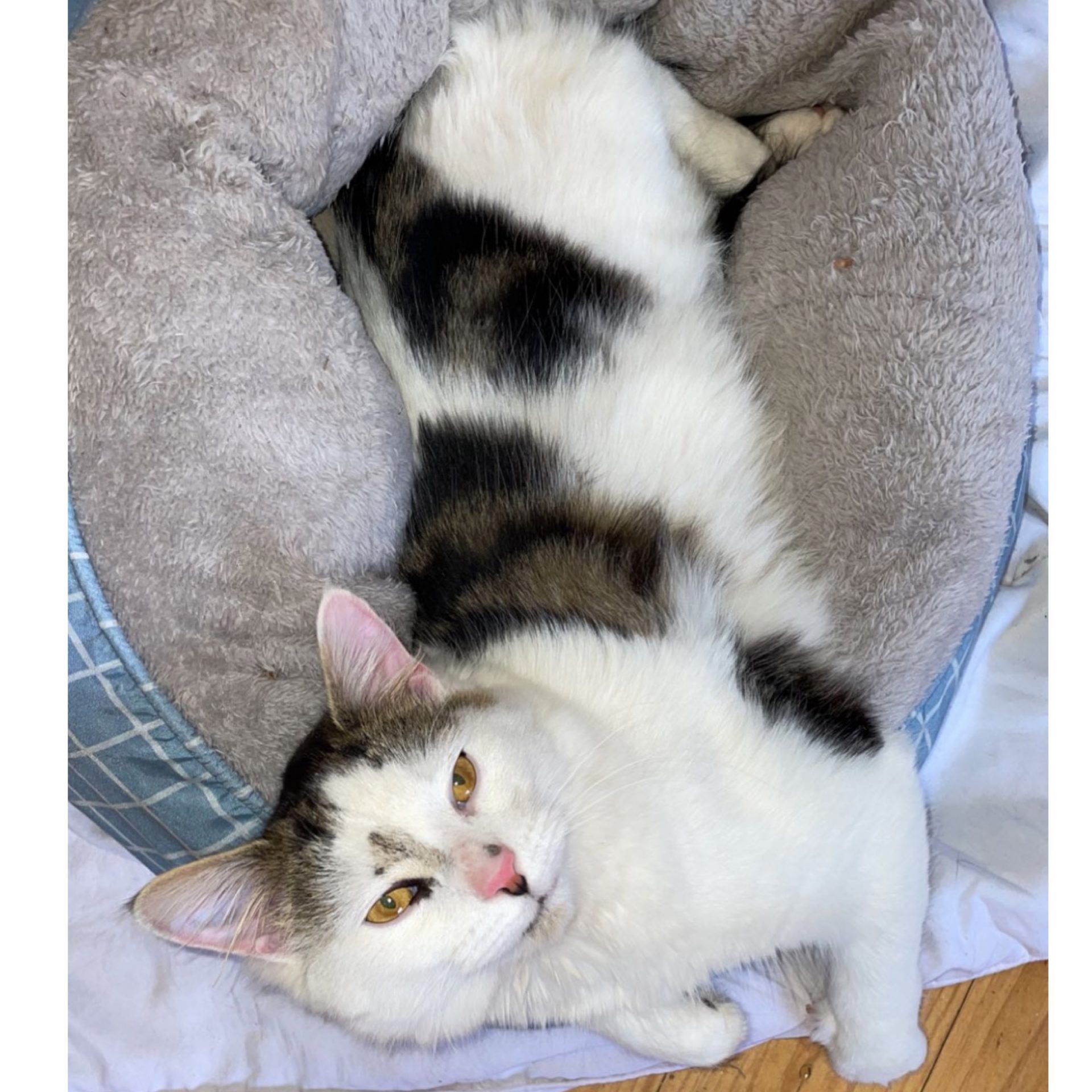 A Fleamail member pet