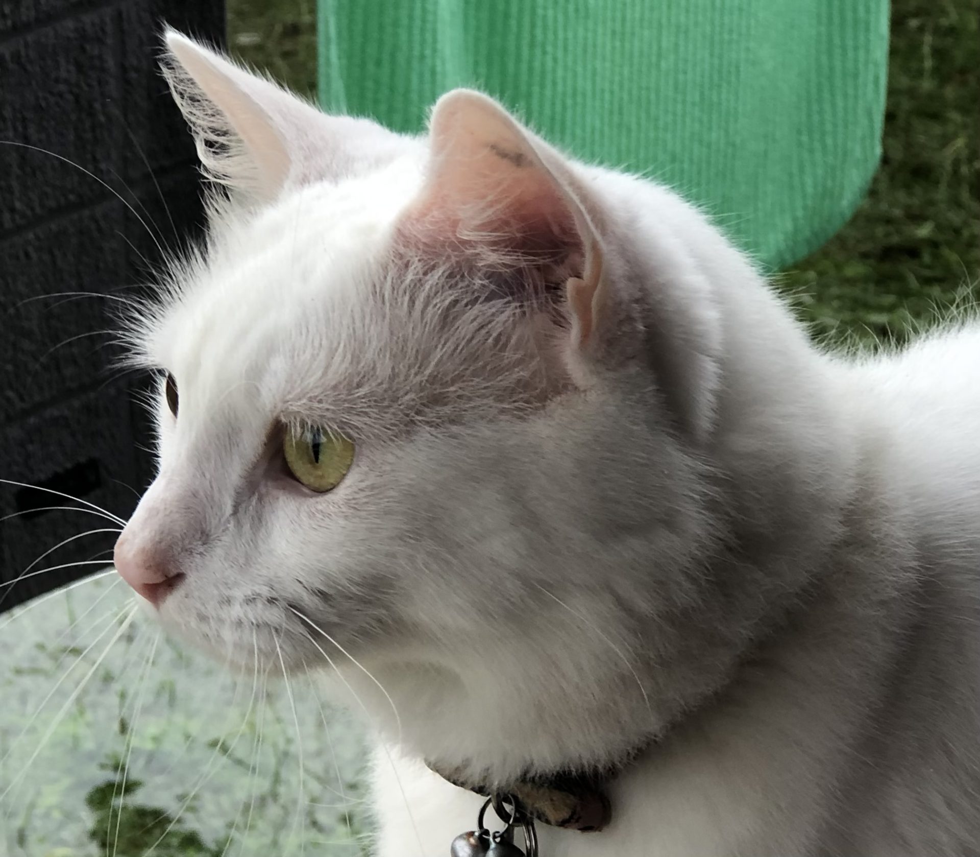 A Fleamail member pet