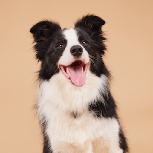 A Fleamail member pet