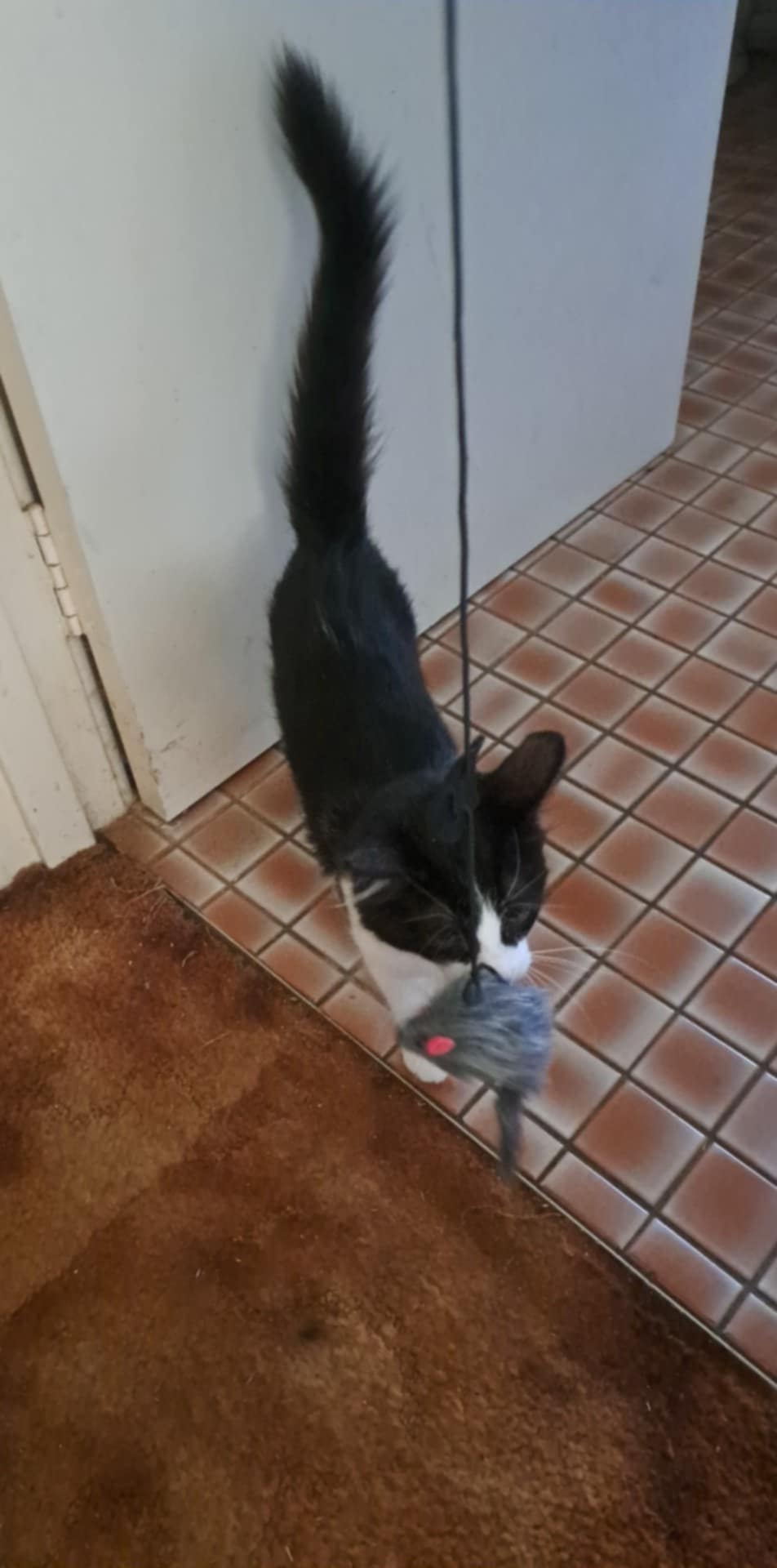 A Fleamail member pet