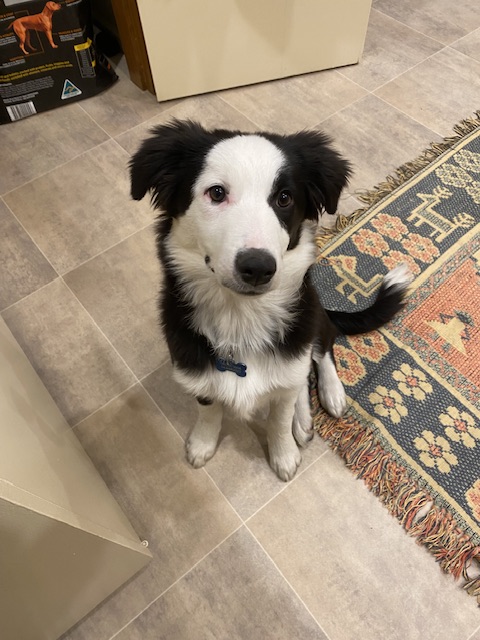 A Fleamail member pet